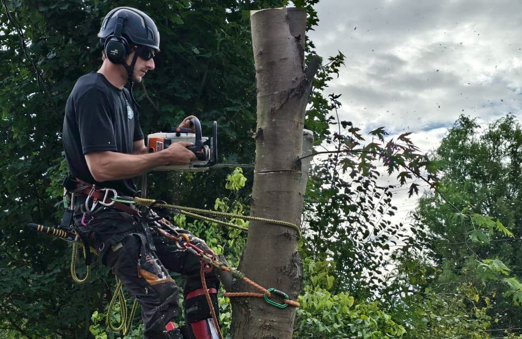 Arborist at work