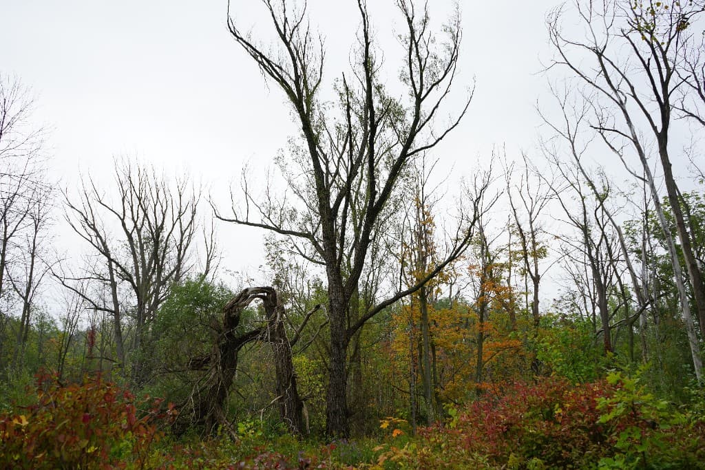 Emerald Ash Borer in Guildwood: What Scarborough Homeowners Need to Know Before It's Too Late