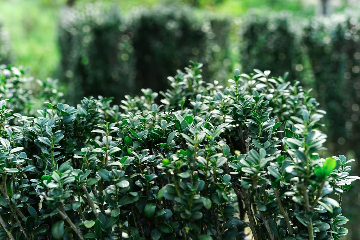 Why BTK Won't Save Your Boxwoods — And What Actually Will