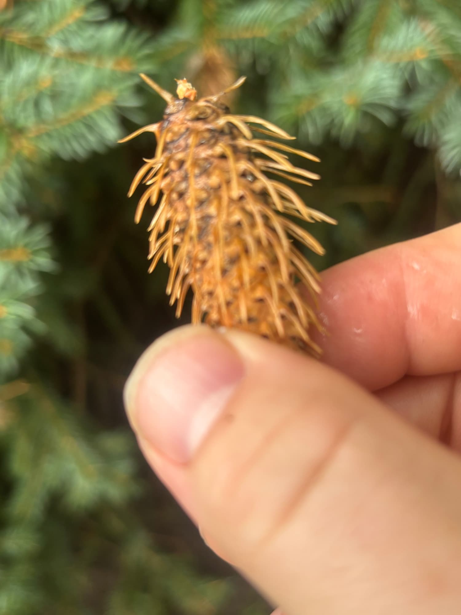 Why Does My Blue Spruce Have Pineapple Galls? Cooley Spruce Gall Adelgid