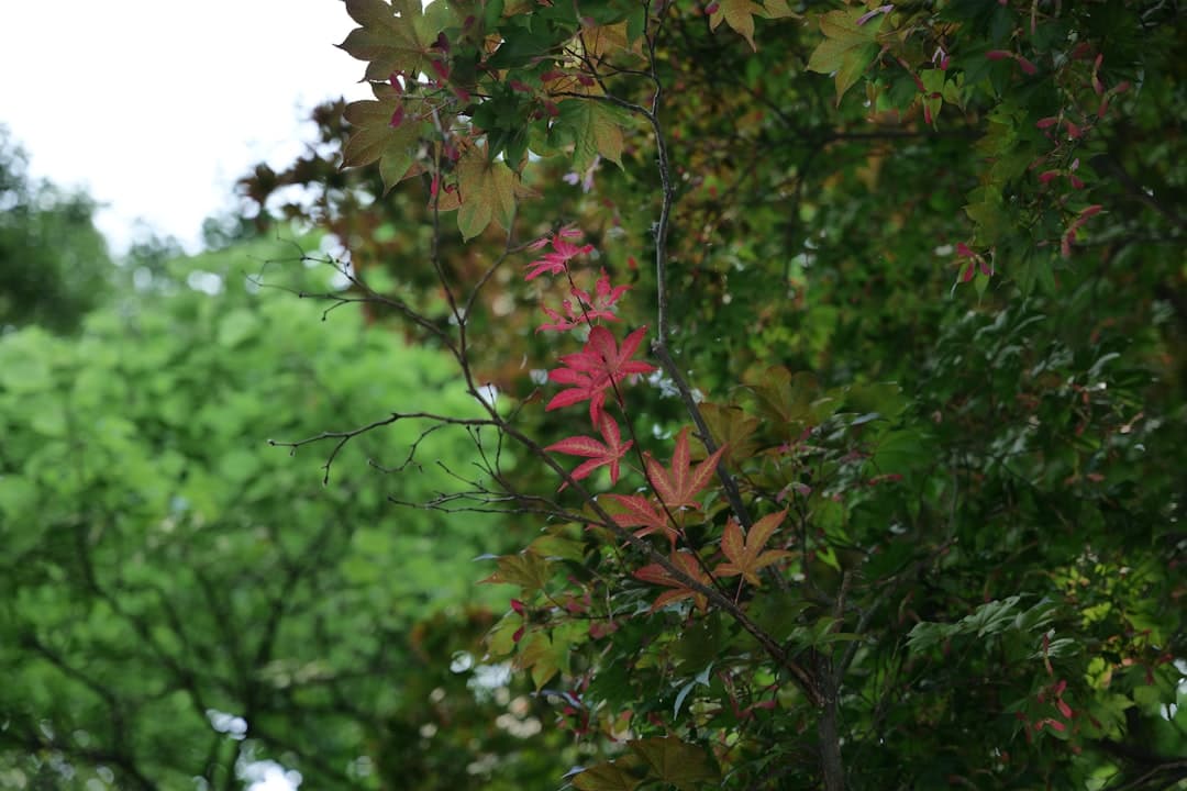 Why Is My Maple Turning Colour in August? It Might Be Verticillium Wilt