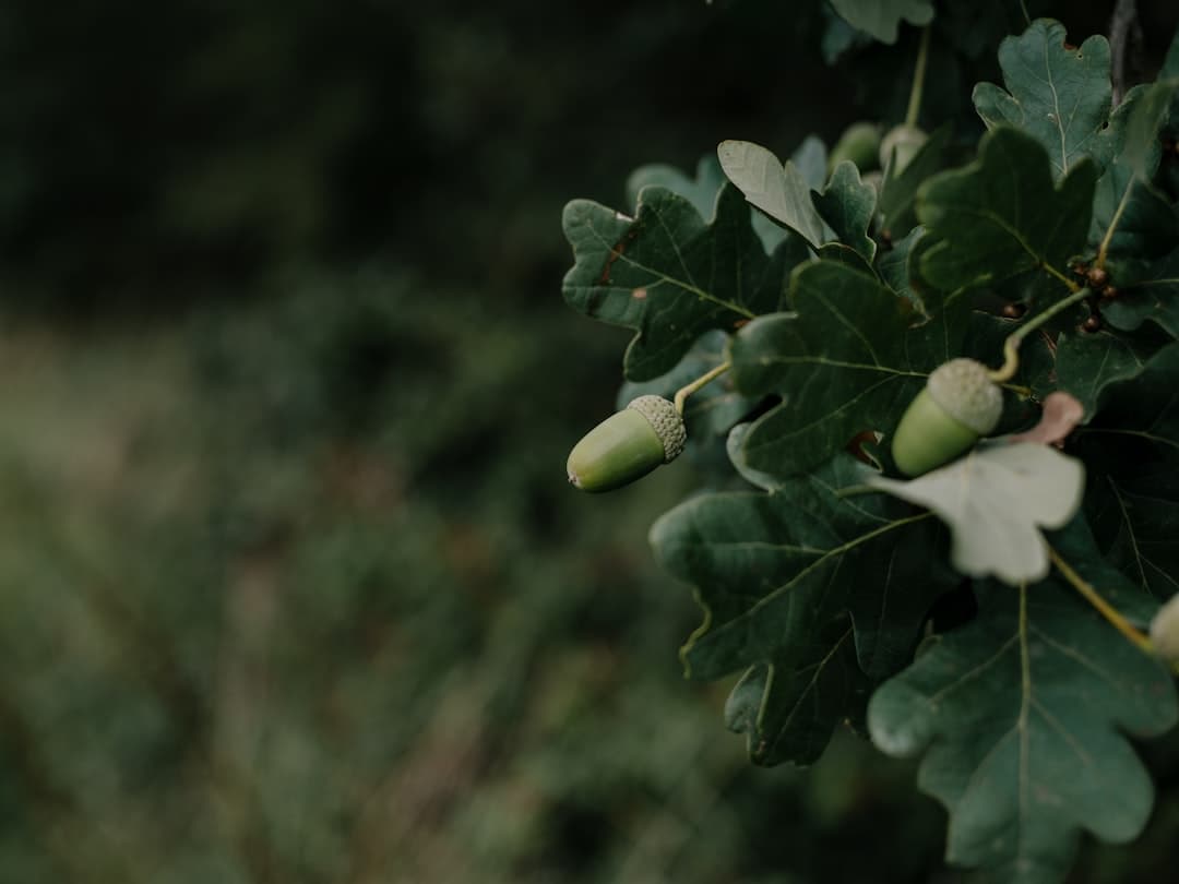Why Does My Oak Look Sick? Oak Wilt, and What It Probably Is Instead