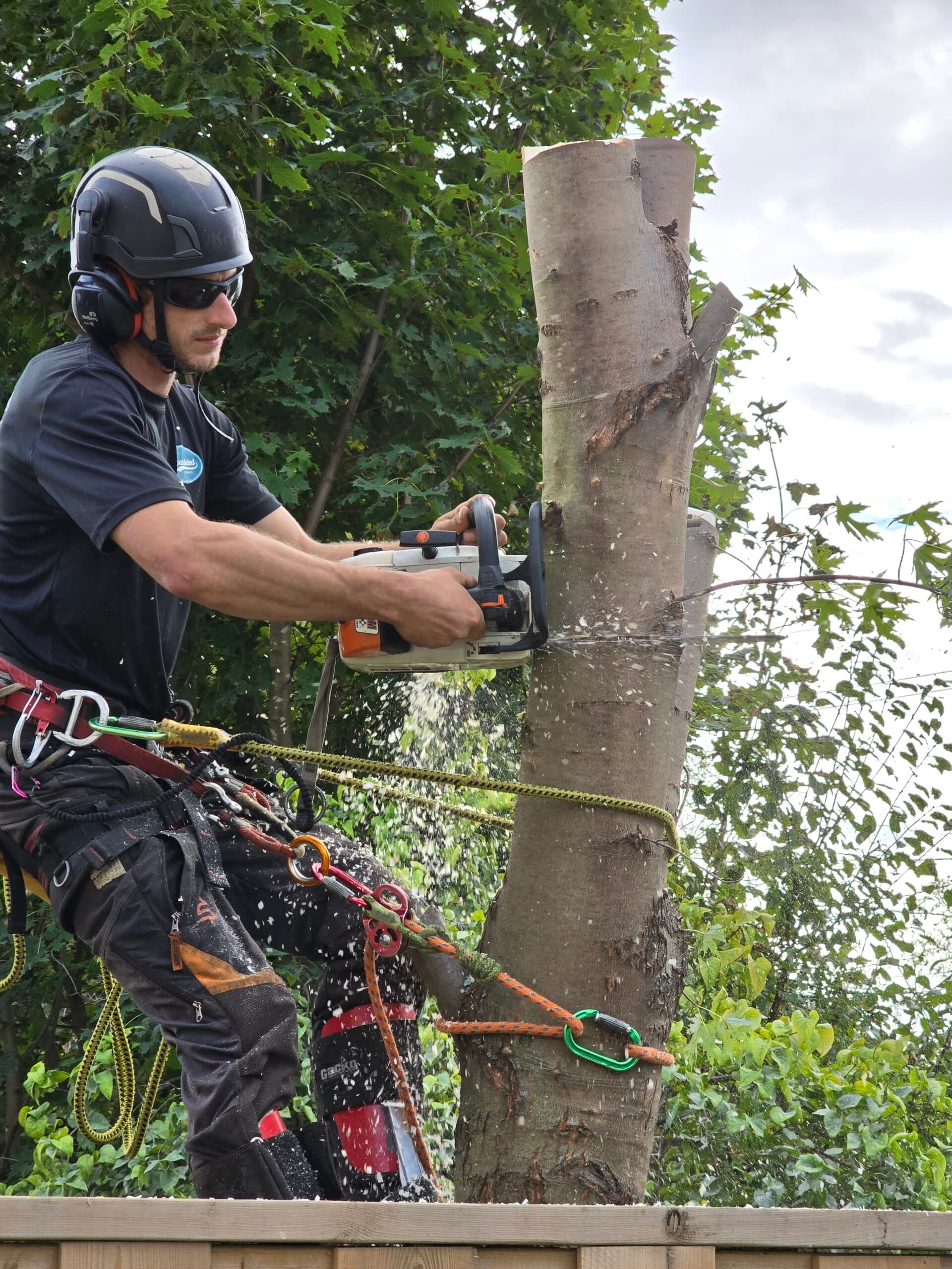 Professional tree care