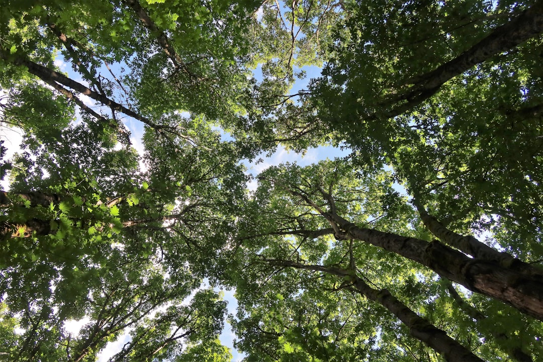 American beech canopy — beech bark disease begins with scale insect colonization and progresses to fungal infection of the bark