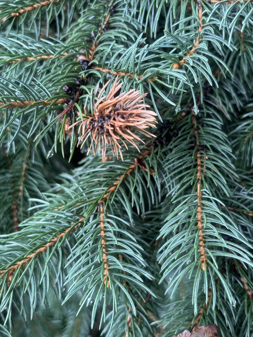 Close-up of dried Cooley spruce gall cluster on a blue spruce shoot tip — the bristly scales still visible after the gall has cracked and emptied. Rain on the needles; Brooklin, Durham Region, August 2026. Photo: Clinton Sharpe