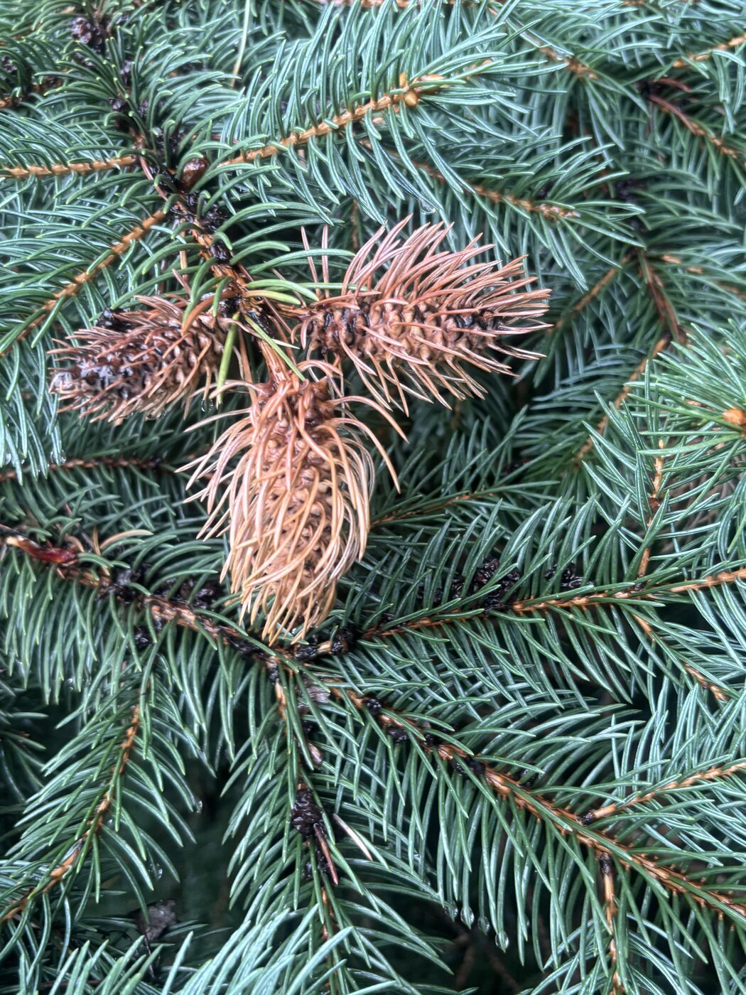 Multiple brown Cooley spruce galls at the tips of Colorado blue spruce shoots — woody and dried by late August, each one sitting where the shoot ended. Brooklin, Durham Region, August 2026. Photo: Clinton Sharpe