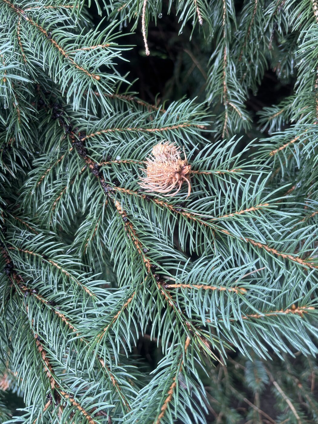 A single dried Cooley spruce gall on a Colorado blue spruce branch — elongated and bristly, positioned at the shoot tip with no live needle growth beyond it. Brooklin, Durham Region, August 2026. Photo: Clinton Sharpe