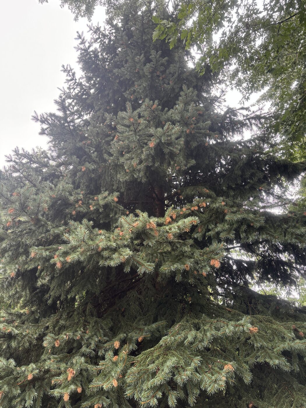 Cooley spruce gall adelgid infestation visible across the upper canopy of a 25-year Colorado blue spruce — Brooklin, Durham Region, August 2026. Brown galls scatter the upper shoot tips. Photo: Clinton Sharpe