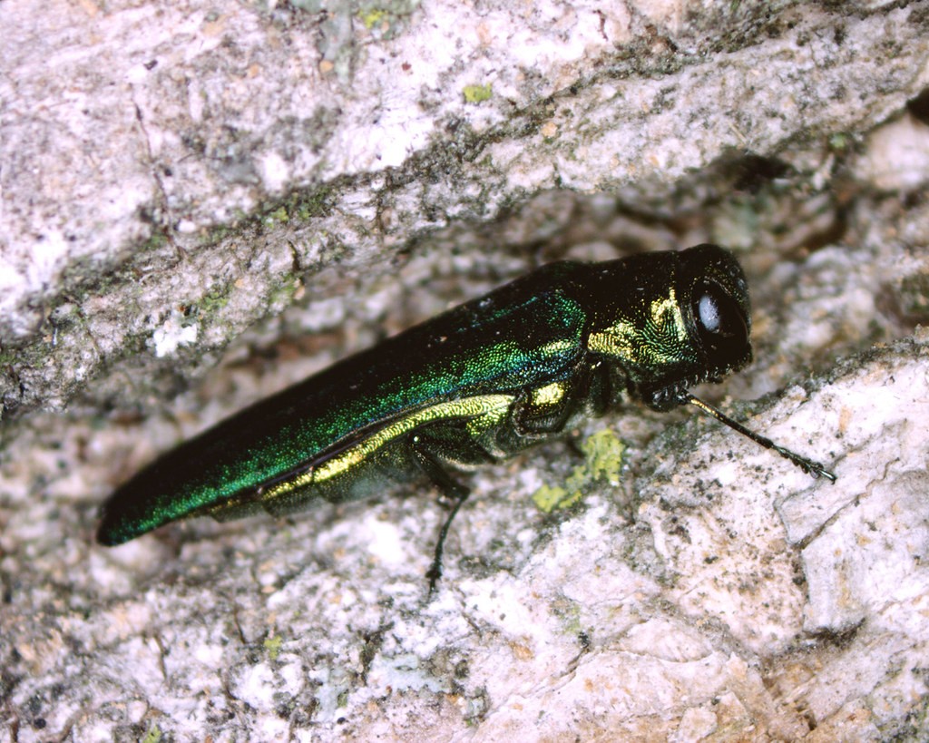 Agrilus planipennis — the adult Emerald Ash Borer. The beetle's iridescent green elytra make it distinctive, but adults are rarely seen; by the time the infestation is visible on the bark surface, subcortical damage is already severe. (CC)