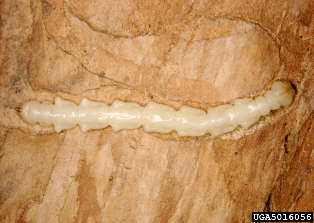 EAB larva (Agrilus planipennis) exposed under the bark — the cream-coloured, segmented larva is responsible for the subcortical phloem destruction that girdles and kills the tree
