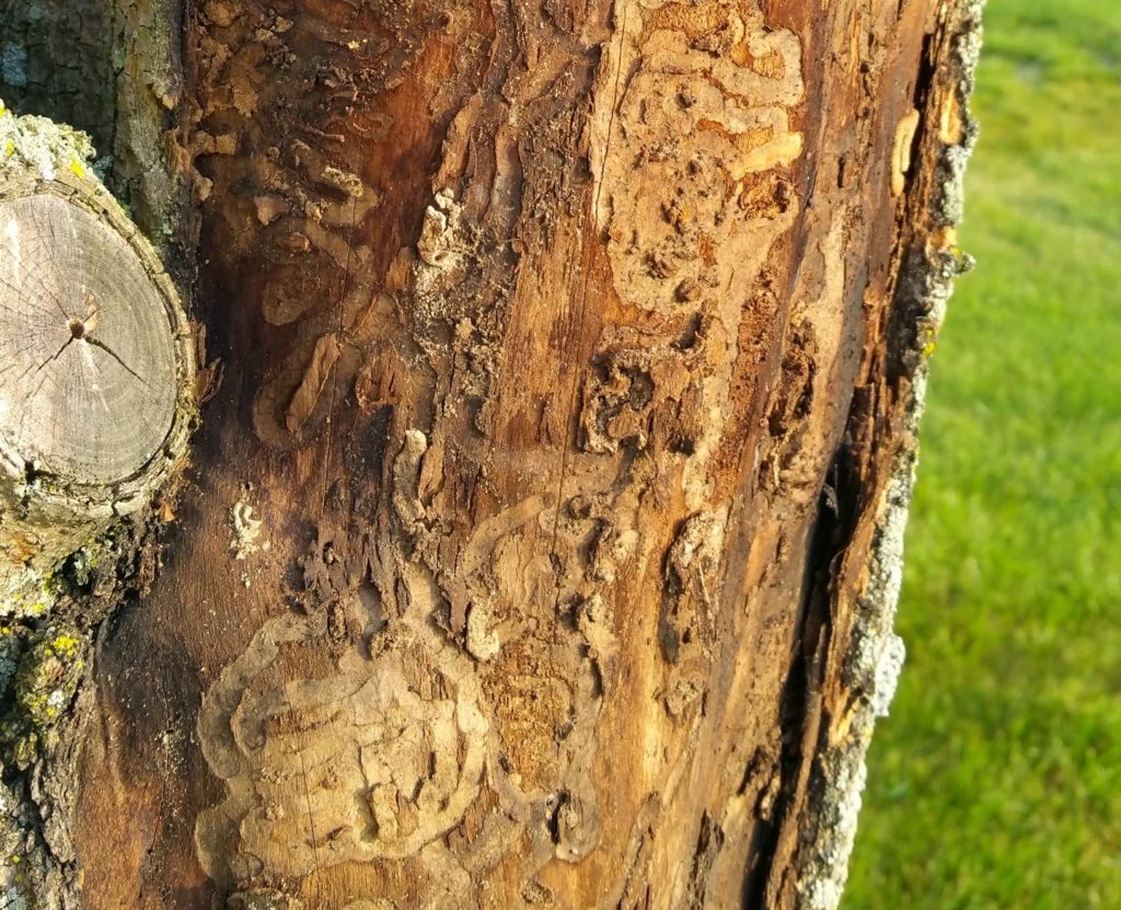 EAB larval gallery — the serpentine feeding channels carved through phloem and cambium are the primary mechanism of tree destruction