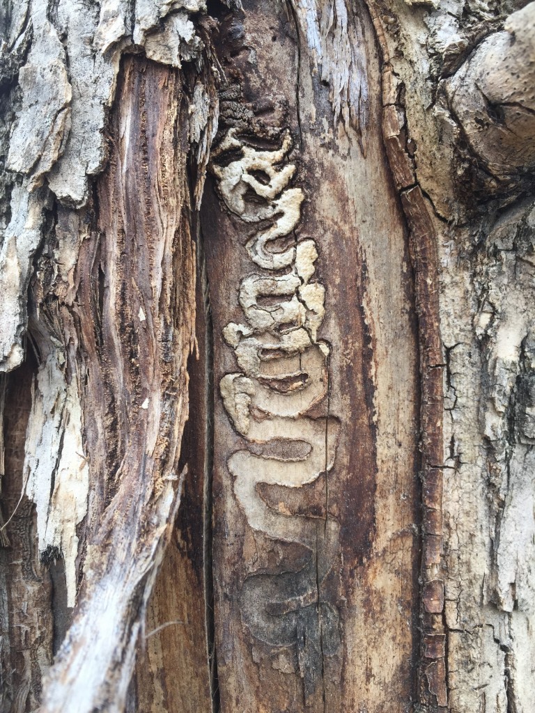 Bark damage and insect exit holes on a heavily infested tree — similar surface disruption is seen on EAB-infested ash