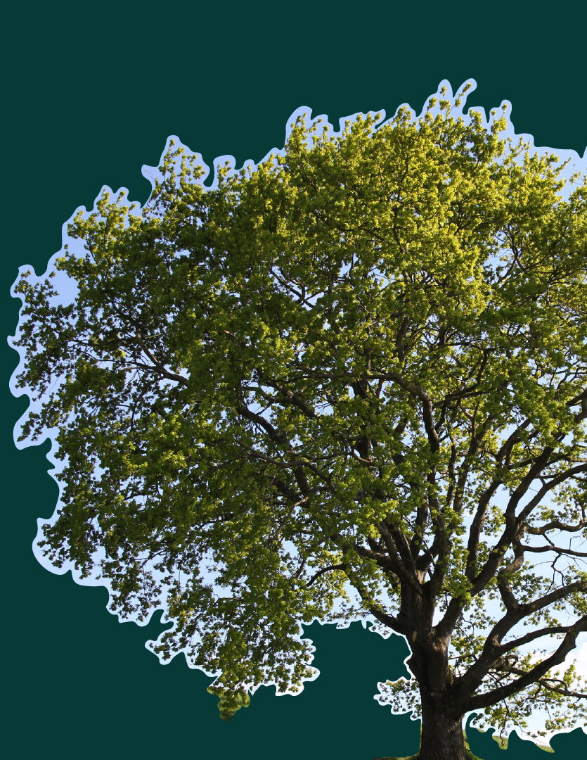 Discover top-tier arborist services with Unparalleled Tree Service. Our experienced team provides expert tree care and maintenance, ensuring the health and beauty of your green spaces. Explore our site for sustainable tree solutions in Ontario.